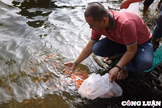 Người dân TP HCM chi tiền triệu thả cá chép tiễn ông Công, ông Táo