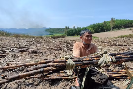 Gia Lai: Dân trồng mía khóc ròng vì “bà hỏa” liên tục ghé thăm