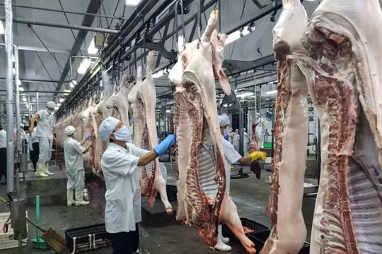 Khó thu hút các hộ giết mổ nhỏ lẻ vào khu giết mổ tập trung