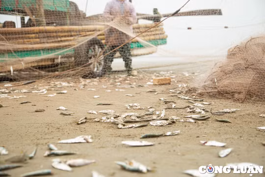 Thanh Hoá: Trúng mùa cá trích, ngư dân thu tiền triệu mỗi ngày
