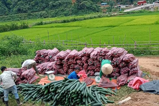 Hiệu quả từ Dự án 3 Chương trình 1719 ở Mường Trà