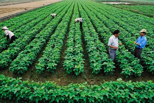 TP.HCM thống nhất dừng thí điểm xây dựng công trình trên đất nông nghiệp