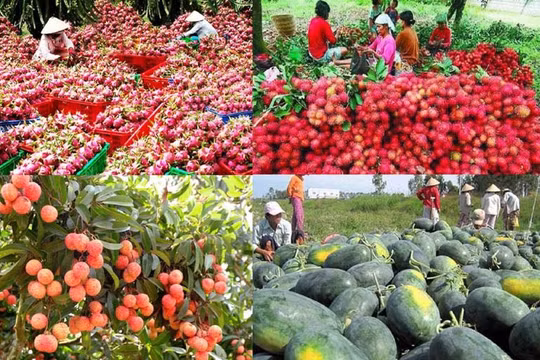 Xuất khẩu rau quả 7 tháng vượt cả năm 2022