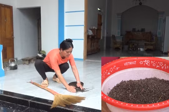 Thạch Thành (Thanh Hoá): Người dân khổ sở, hoang mang vì bị ruồi "bủa vây"