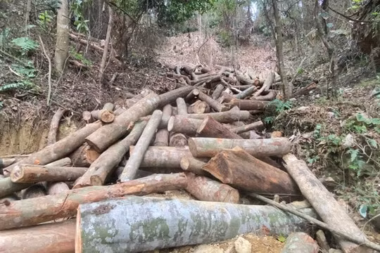 Đang điều tra vụ phá rừng quy mô lớn tại Bắc Kạn