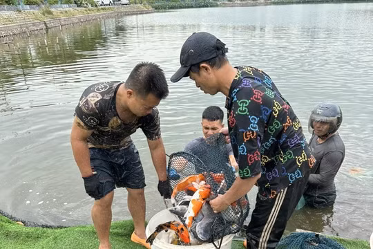Hà Nội di chuyển xong 8 tấn cá koi khỏi hồ Đầm Đông
