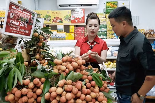 Trái vải thiều Hải Dương sẵn sàng “xuất ngoại”