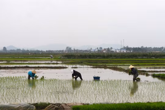 Cấy lúa thuê thu tiền triệu dịp cận Tết