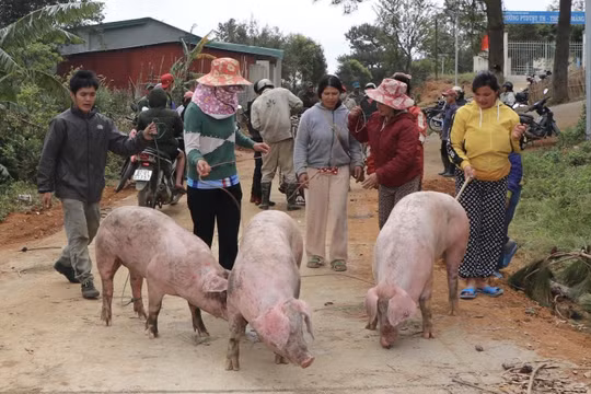 Kon Tum: Tặng 125 con heo cho dân nghèo đón Tết