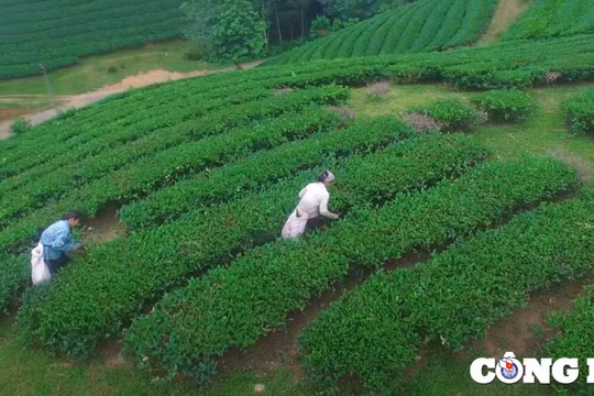 Đồi chè Long Cốc - địa chỉ du lịch hấp dẫn không thể bỏ lỡ ở Phú Thọ
