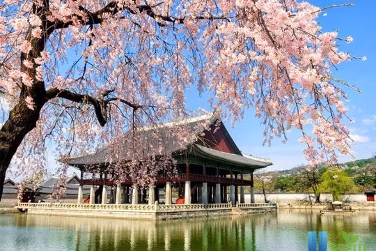 Mở tour du lịch Hàn Quốc miễn visa, khởi hành từ Đà Lạt