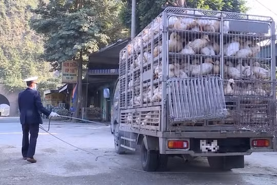Ngăn chặn hành vi buôn bán, vận chuyển trái phép gia cầm vào Việt Nam