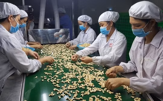 Đơn hàng tăng, ngành điều tự tin đạt chỉ tiêu xuất khẩu 3,2 tỉ USD