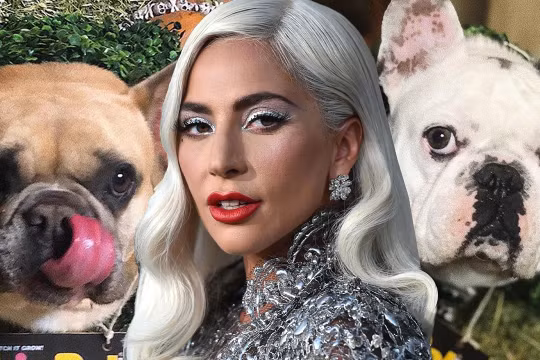Lady Gaga bị đồng phạm của kẻ trộm chó... kiện vì không trả tiền treo thưởng