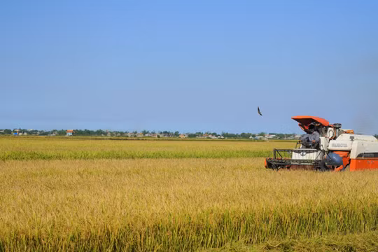 Giá Gạo Việt Nam đang cao nhất thế giới: Cẩn trọng “đu đỉnh” sẽ dẫn đến “già néo đứt dây”