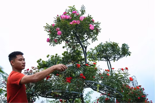 Chàng trai 9x với thú chơi hoa hồng bonsai