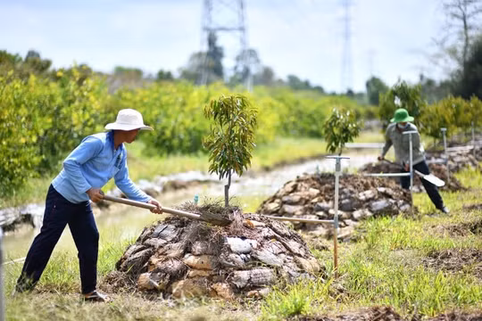 Khuyến cáo không ồ ạt trồng cây sầu riêng