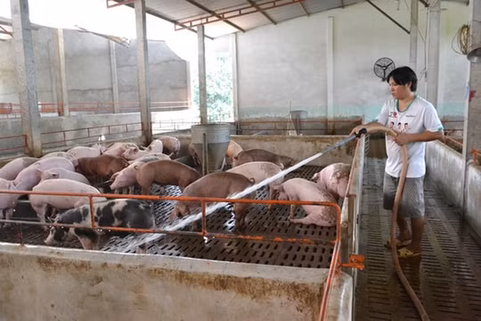 Ngành chăn nuôi kiến nghị khẩn vì thua lỗ nặng