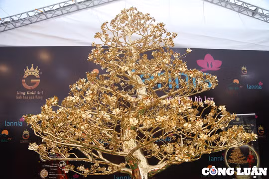 Hà Nội: Cây mai vàng 24k với giá bán gần 6 tỷ đồng tại gian hàng hoa Tết