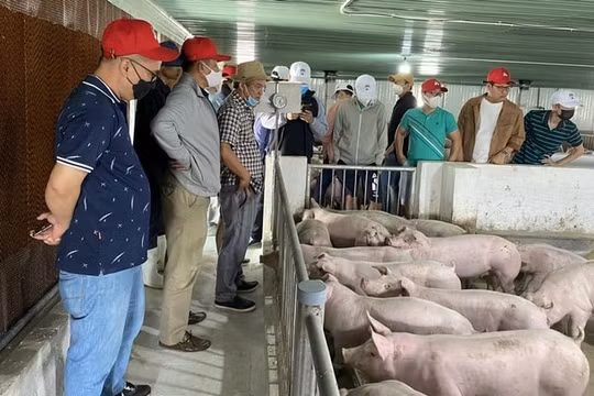 Hoàng Anh Gia Lai (HAG) báo lãi nghìn tỷ, vẫn xin hoãn thanh toán lãi trái phiếu