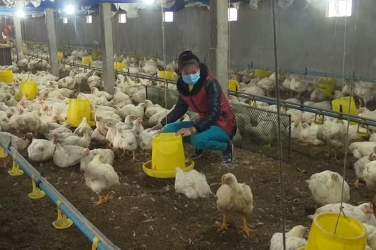 Xử lý nghiêm các trường hợp sử dụng chất cấm trong chăn nuôi, giết mổ gia súc
