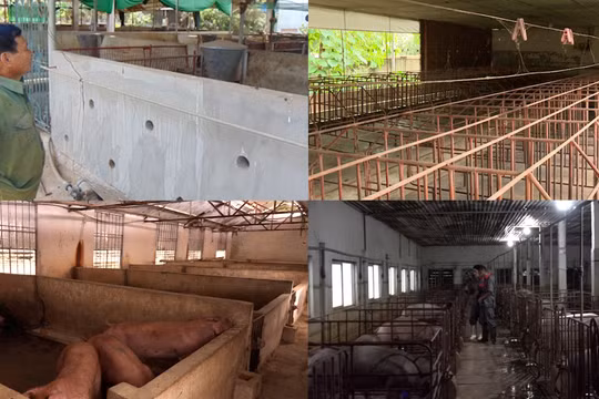 Giá lợn hơi lao dốc, người chăn nuôi ngại tái đàn