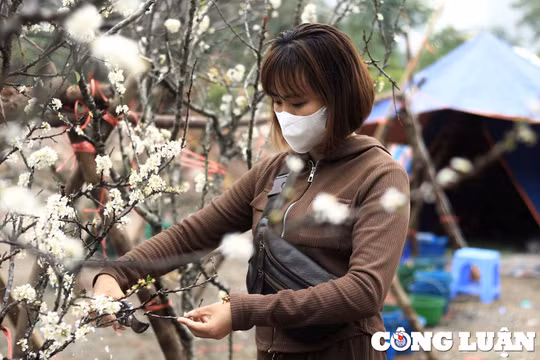 Hoa rừng tiền triệu xuống phố thu hút khách Thủ đô sau Tết