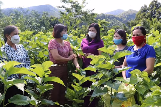 Hỗ trợ thành lập mới 750 hợp tác xã do phụ nữ tham gia quản lý, điều hành