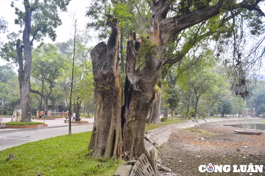 Hà Nội: Nhiều cây cổ thụ hơn 100 tuổi chết khô ở công viên Bách Thảo