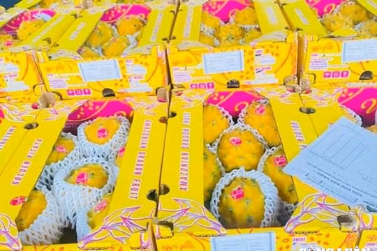 Đắt gấp hàng chục lần giống thường, thanh long vàng nhập khẩu hút khách tại thị trường Việt