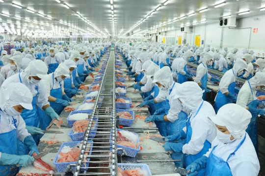 Vĩnh Hoàn (VHC) Quỹ Dragon Capital bắt đầu bán ra một lượng lớn cổ phiếu
