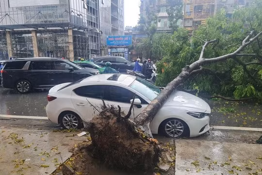 Hà Nội: Nơm nớp nỗi lo cây xanh gãy đổ mùa mưa bão