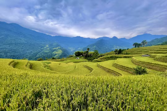 Vẻ đẹp mùa lúa chín tại ngôi làng dưới chân đỉnh Tây Côn Lĩnh