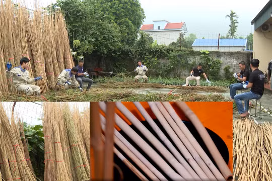 Quốc Oai (Hà Nội): Nông dân xã Ngọc Liệp "biến" cỏ dại thành hàng xuất khẩu
