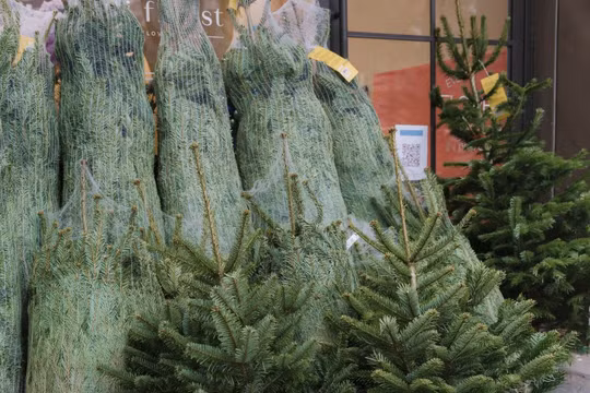 Cây thông tươi Noel nhập ngoại: Đa dạng mẫu mã, giá tăng nhẹ