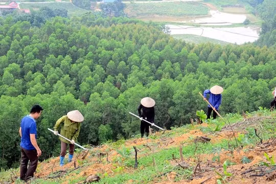Trồng rừng thay thế gặp khó, vì đâu?