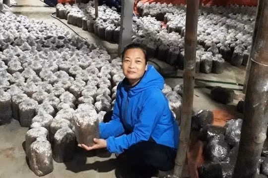 Nhiều giải pháp tạo sinh kế bền vững cho vùng đồng bào dân tộc thiểu số Bắc Kạn