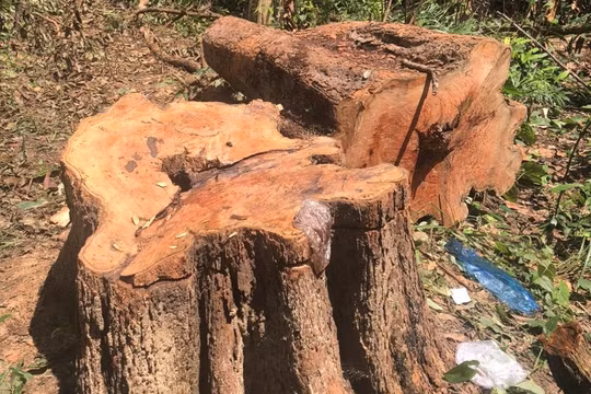 Vụ rừng biên giới Gia Lai bị phá tan hoang: Chưa đầy 1 tháng “lâm tặc” triệt hạ gần 400 cây rừng