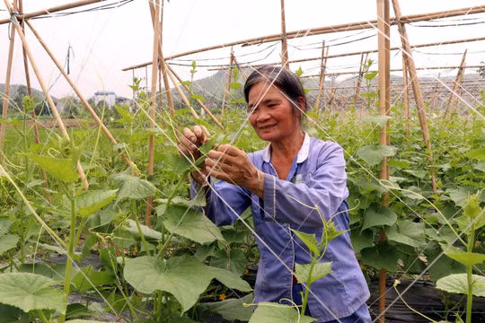 Tuyên Quang chú trọng phát triển sản xuất liên kết theo chuỗi giá trị vùng đồng bào dân tộc thiểu số