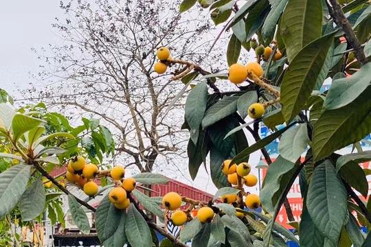 Loại quả chỉ nhà giàu mới mua về ăn, được nhiều người nhân giống thành công tại vườn nhà
