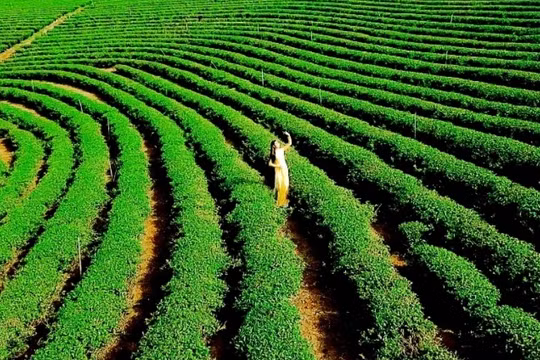 Trà xuân: “Uống trà đi”
