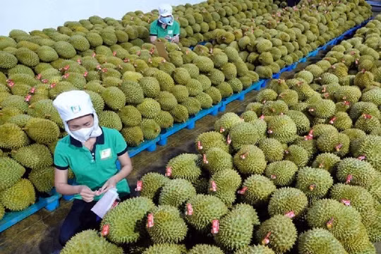 Xuất khẩu sầu riêng tăng 18 lần do nhu cầu từ Trung Quốc