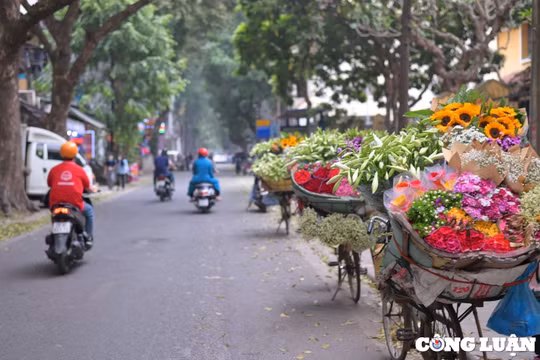 Hoa loa kèn đầu mùa bừng sáng phố phường Hà Nội