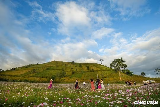 Về Chư Đang Ya (Gia Lai) ngắm hoa tam giác mạch