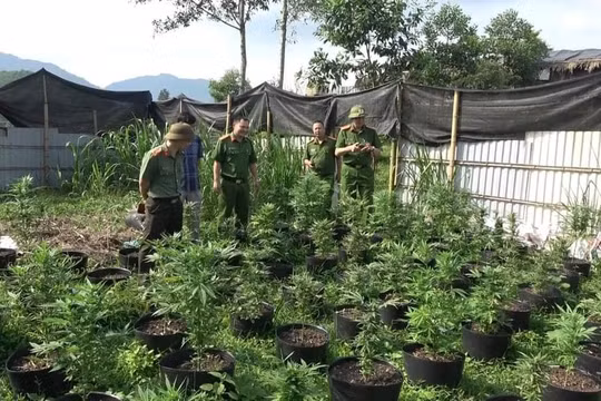 Phú Thọ: Phát hiện gần 900 cây cần sa trồng và sơ chế trái phép