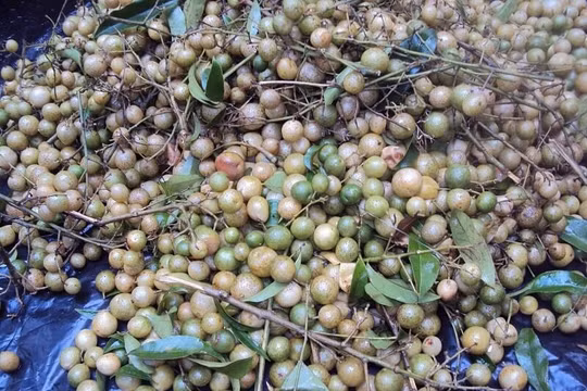 Độc đáo hương vị ẩm thực miền núi phía Bắc