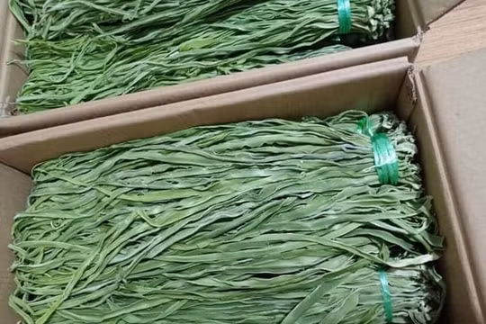 Rau tiến vua giá gần nửa triệu đồng/kg được săn đón dịp sát Tết