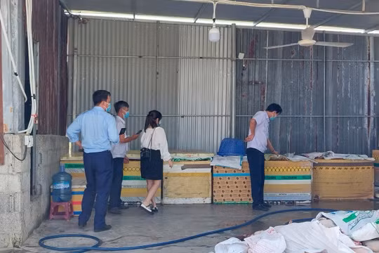 Khánh Hòa: Phát hiện 5 tấn thịt, nội tạng lợn hôi thối chuẩn bị "nam tiến"