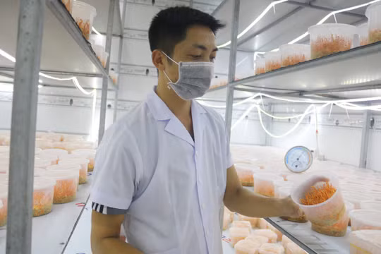 Kiểm lâm viên “mê” làm giàu từ nghề nuôi đông trùng hạ thảo