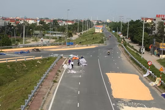 Hà Nội: Xử lý các vi phạm phơi thóc lúa trên đường bộ
